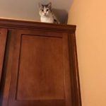 Shirley Anne Edwards